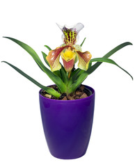 lady's slipper orchid Isolated