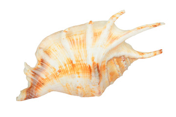 Seashells photos, royalty-free images, graphics, vectors & videos