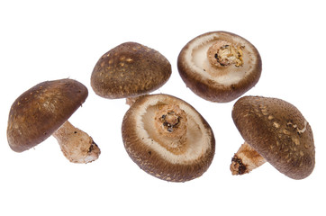 Fresh mushroom champignon