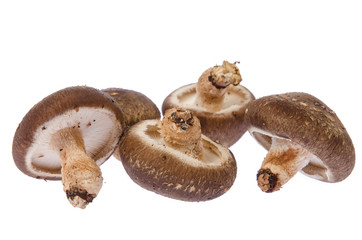 Fresh mushroom champignon