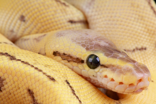 Ball python / Python regius