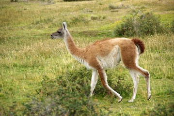 Guanaco, Chili