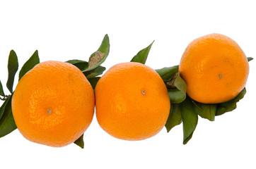 Fresh orange mandarins