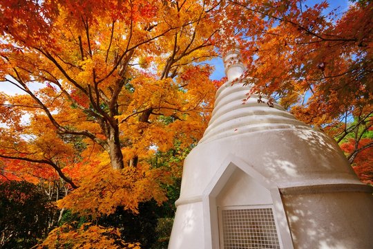 Kyoto Pagoda in Autumn