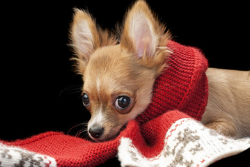 cute chihuahua puppy with nice red scarf