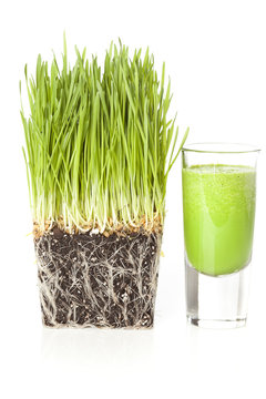 Green Organic Wheat Grass Shot