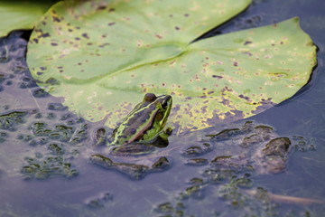 Green Pond Frog
