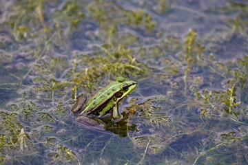 Green Pond Frog