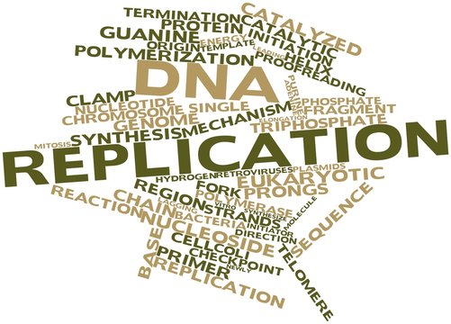 Word cloud for DNA replication