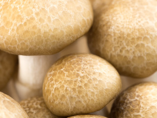 Japanese Shimeji mushroom isolated on white background