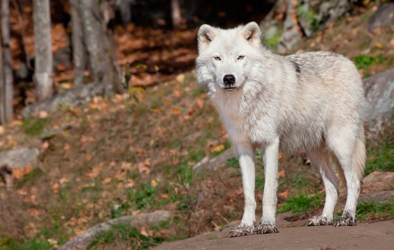 Fototapeta Arctic Wolf Looking at the Camera
