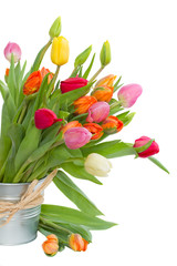 fresh spring tulips
