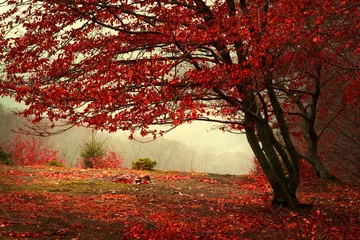 Fotobehang Donkerrood Prachtig bos tijdens een mistige herfstdag