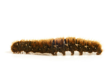 Caterpillar