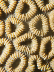 Texture and pattern details of  coral