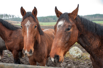 Young horses enduring their first November