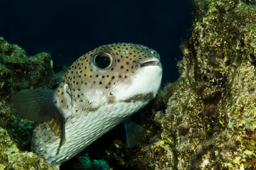 Porcupinefish (Diodon hystrix)