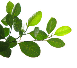 green leaves and tree branch isolated