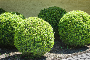 bushes