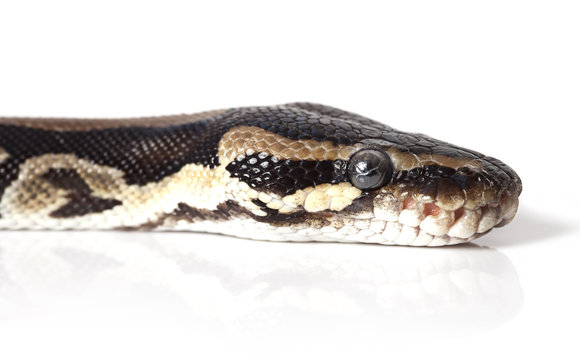 Portrait of Python snake closeup