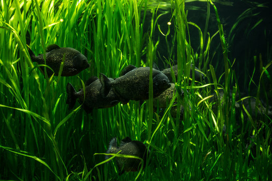 Shot of a school of fish swimming through underwater plants