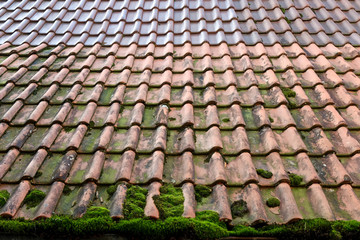 Moos auf Ziegeldach