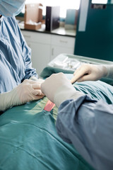 Obraz premium Close-Up Of Veterinarian Doctor And Female Assistant Performing