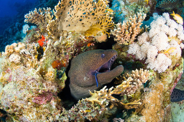 Giant moray (Gymnothorax javanicus) in the Red Sea, Egypt.