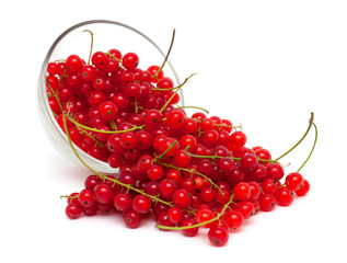 red currant