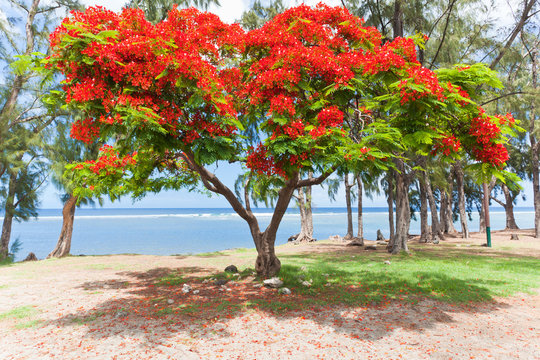 flamboyant, Delonix regia, Saint-Leu, R&eacute;union