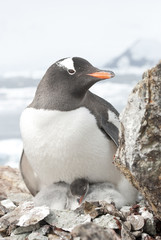 Fototapeta premium Female and gentoo penguin chicks.