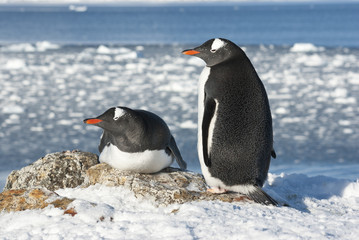 Obraz premium Gentoo penguin couple on the background of the ocean.
