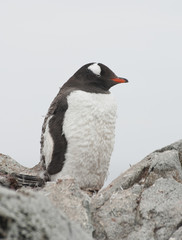 Naklejka premium Gentoo penguin who is shedding.