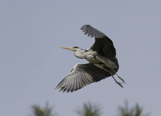 Gray heron flying over the forest.