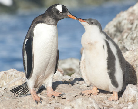 Gentoo penguin chick feeding.