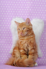 Gatto  con  espressione angelica