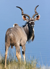 A mature male Kudu