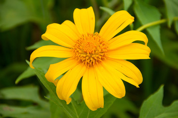 Bua Tong