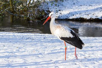 Adult stork standing in the snow
