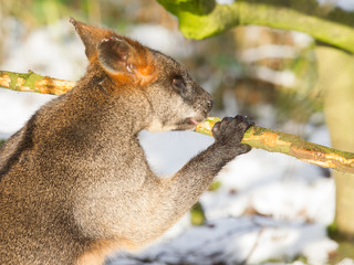 Swamp wallaby in the snow, eating