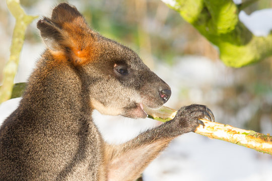 Swamp wallaby in the snow, eating