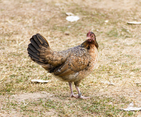 Bantam