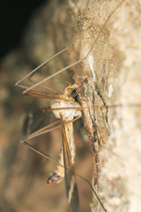 Daddy longlegs or cranefly, macro photo