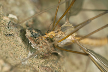 Daddy longlegs looking at small springtail