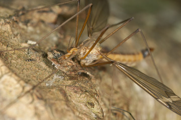 Daddy longlegs looking at small springtail