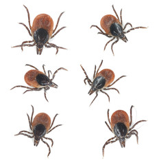 Tick collection isolated on white background