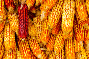 Group of dry corn
