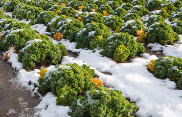 Closeup of curly kale with snow