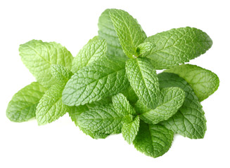 Fresh mint on a white background