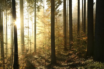 Autumn coniferous forest during sunrise on foggy weather